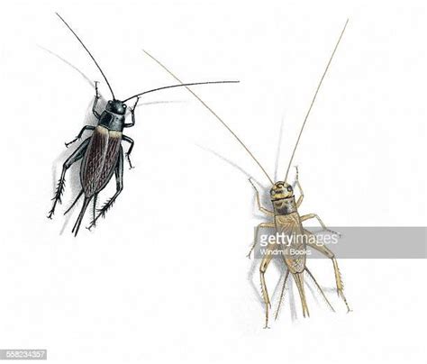 Crickets Insects Photos And Premium High Res Pictures Getty Images