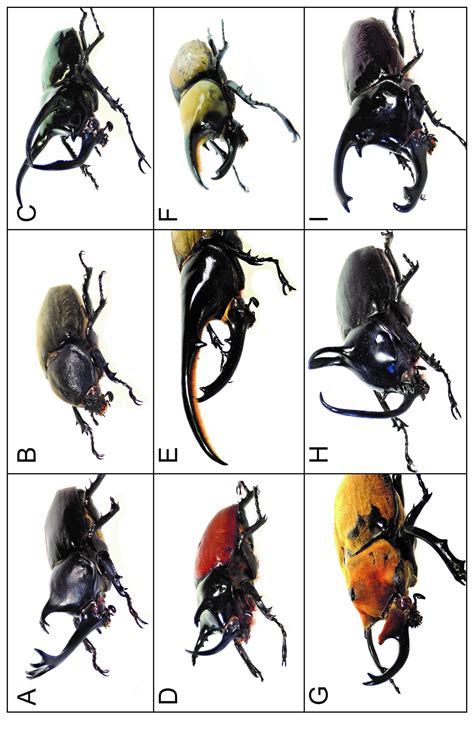A Day In The Life Of A Kabuto Mushi Rhinoceros Beetle Lab The Node