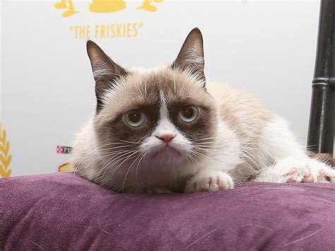 Grumpy Cat The Internets Favourite Meme Turns 2 The Independent