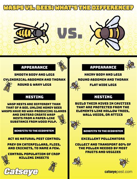 An Infographic To Show The Difference Between Wasps And Bees Bees