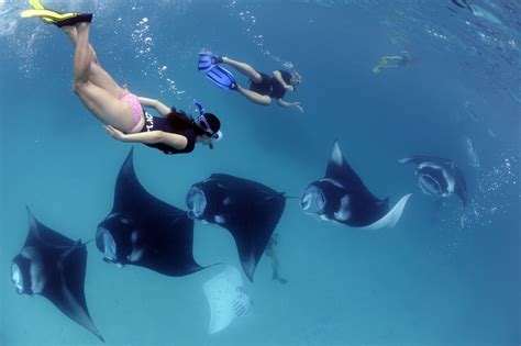 How To Swim With Manta Rays