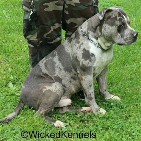 Won't find another one like this with this light grey blue platinum also not large blobs ours has the small spots 😍💙. Pin by Caitlyn Horne on My American Bully or American ...