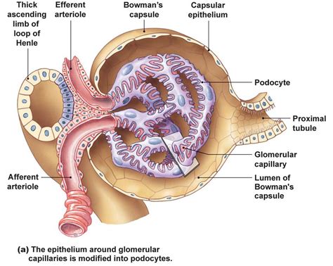 Medicine Glomerular Filtration Part
