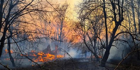 Forest Fires Out Near Chernobyl Nuclear Plant Ukrainian Officials Say Fox News