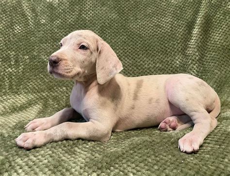 Akc Lilac Merle Female Great Dane Looking For Her Forever Home