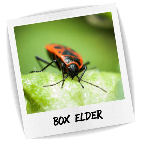 The main blue chip pest management plan is the 365 pest control program. Box Elder Bug | Blue Chip Pest Services