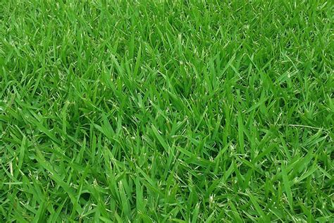 Best 3 Grass Types For North Texas Heat Evergreen Lawn And Landscape