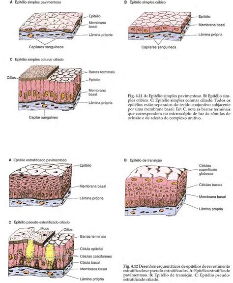 Biologia Celular E Tecidual Os Epit Lios