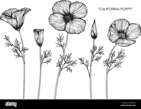 California Poppy Flower Drawing Illustration Black And White With Line