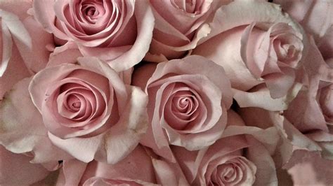 Pale Pink Roses Close Up Photograph By Olga Zavgorodnya Fine Art America