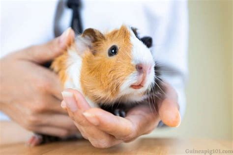 Can Guinea Pigs Jump How High From Cage Your Arms