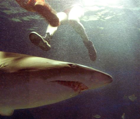 Great White Shark Dies After 3 Days In Japanese Aquarium