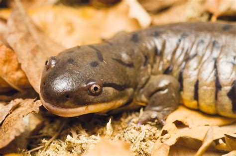 Caring For Tiger Salamanders Blaptica Dubya Tiger Salamander
