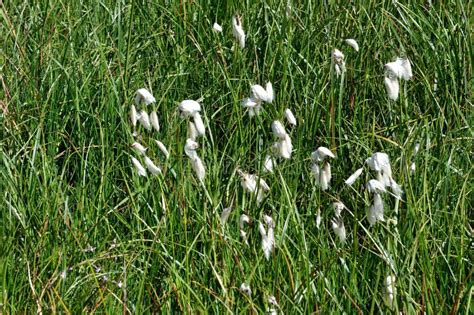 Common Cotton Grass In The Alps Stock Image Image Of Floral Field