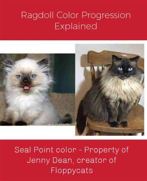 Ragdoll Color Progression Quick Explanation With Pictures