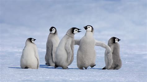 Antarctic Penguin Chicks Bing Wallpaper Download
