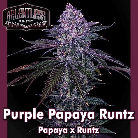 Feminized Seeds Purple Papaya Runtz