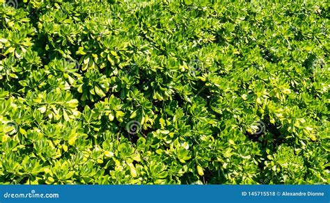 Small Leaves From Many Green Tropical Bushes Stock Photo Image Of