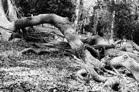 Fallen Trees Steve Gaskin Photography