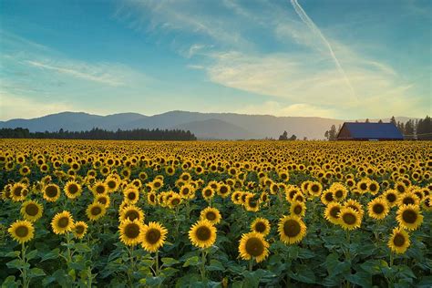 Sunflower Field Beauty Photograph By Lynn Hopwood Fine Art America