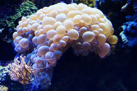 Free Images Water Nature Ocean Animal Underwater Aquatic Bubble