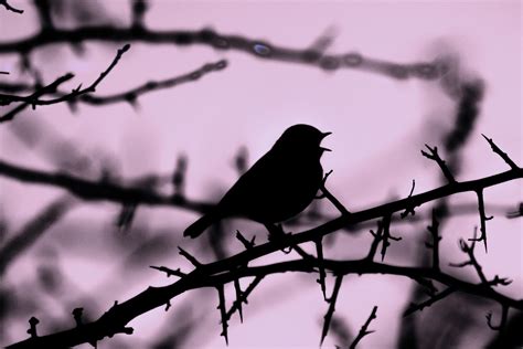Silhouette Of A Bird On A Branch Free Stock Photo Public Domain Pictures