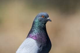 Maybe you would like to learn more about one of these? How to Get Rid of Pigeons | GetRidofThings.com
