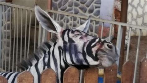 Egyptian Zoo Accused Of Painting Donkey To Look Like A Zebra Photos