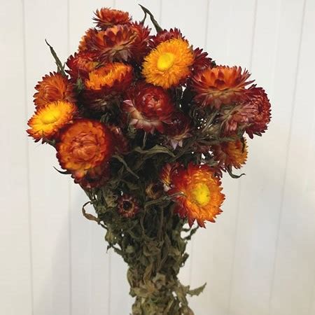 Wholesale flowers direct to public uk. Helichrysum Red Dried 50cm | Wholesale Dutch Flowers ...