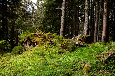 Fond Décran La Photographie En Plein Air La Nature Verdure Les