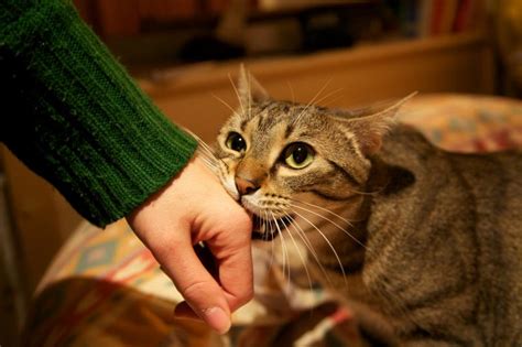 Cats Arent Known For Being Caring But These 11 Common Behaviors