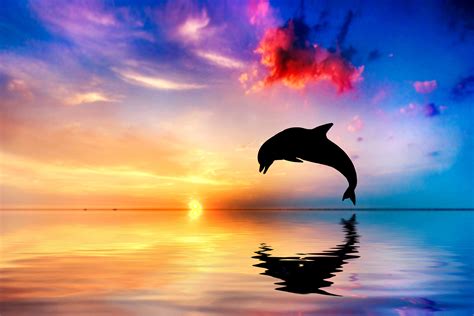 Dolphin Silhouette Jumping Out Of Water During Sunset
