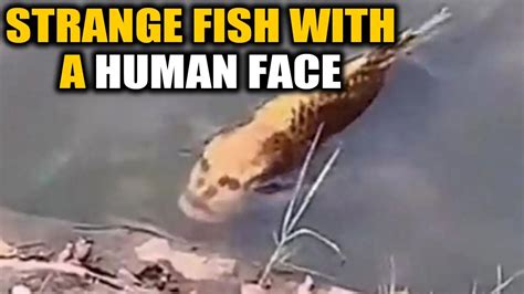 Exploring The Remarkable Story Of Human Face Fish Species History Of