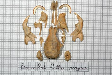 Brownratskull Brown Rat Skeleton John Rochester Flickr