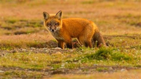 Woman Strangles Rabid Fox Attacking Her In Backyard