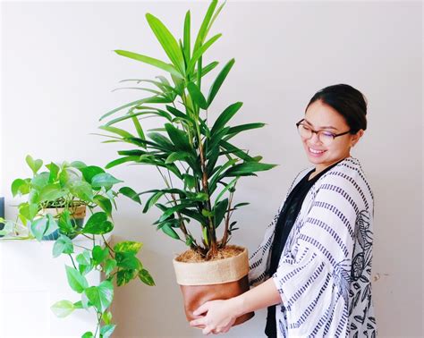 How To Care For Indoor Plants In Winter Natures Colours