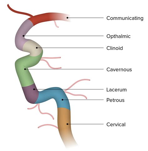 Segments Internal Carotid Artery Anatomy