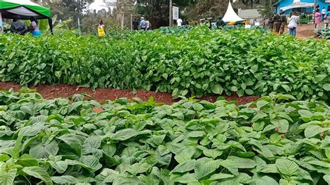 Bandhiga Nairobi Agricultural Show Youtube