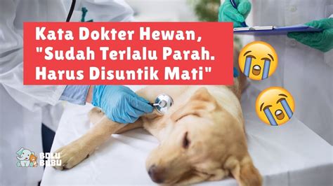 Euthanasia Pada Hewan Sakit Sadis Atau Diharuskan Youtube