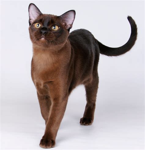 American Bobtail Cat Breeds And Information Burmese Cat And European