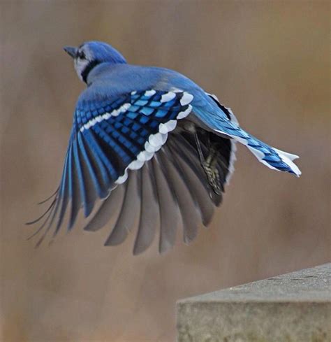 Blue Jay In Flight Photo By Dan Dugan Of Pennsylvania Beautiful