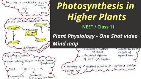 Photosynthesis In Higher Plants Class 11 One Shot Video Plant