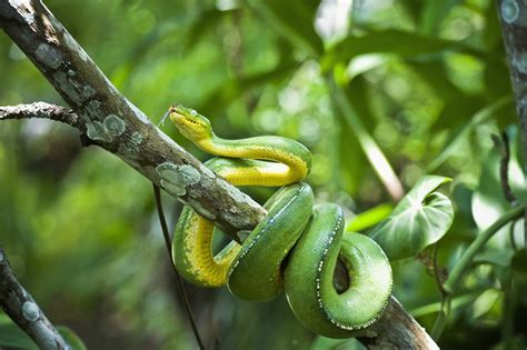 Green Tree Snake Dendrelaphis Punctulata Madang Province Papua New