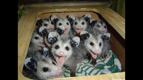 How To Catch A Opossums Live Trap Youtube