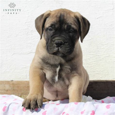 English Mastiff Puppies For Sale Adopt Your Puppy Today Infinity Pups
