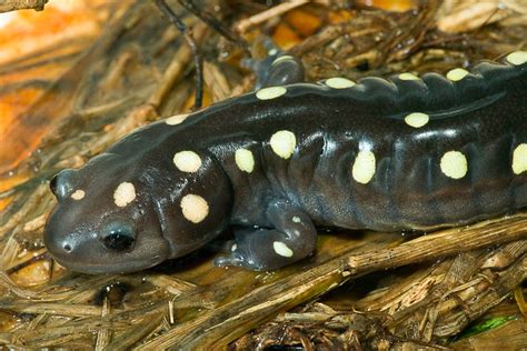Ambystoma Maculatum Spotted Salamander Herps Of Arkansas