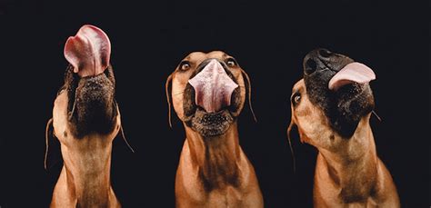 Playful Dog Portraits By Elke Vogelsang Feel Desain Your Daily Dose