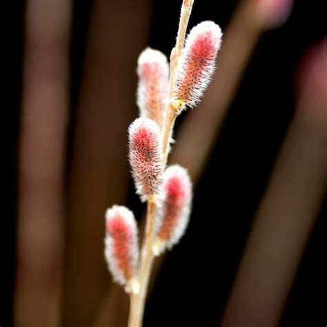 Buy Japanese Pink Pussy Willow Salix Gracilistyla Mount Aso £2299