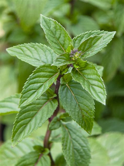 Peppermint Mentha Piperita Plants To Grow Plants Database By Paul S