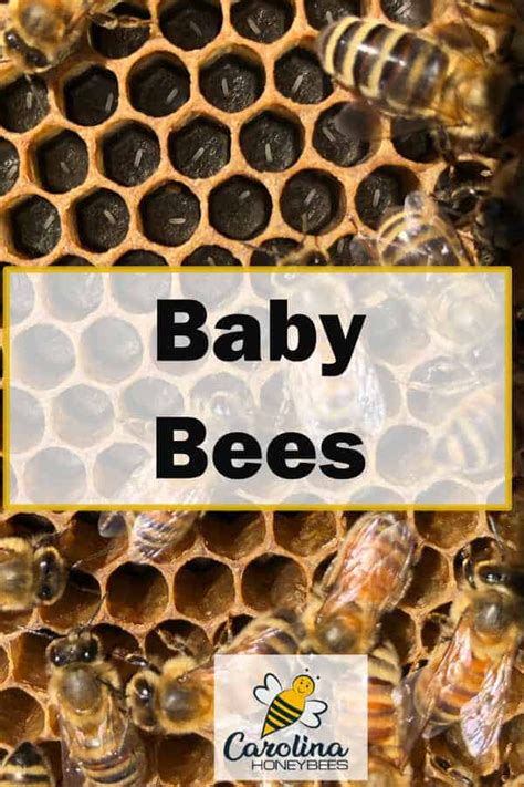 Baby Bees Where Are They Carolina Honeybees Baby Bee Bee
